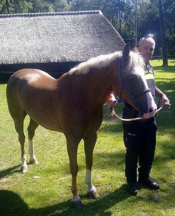 Politie zit met paard in de maag, (update) - Foto: Eigen geleverde foto