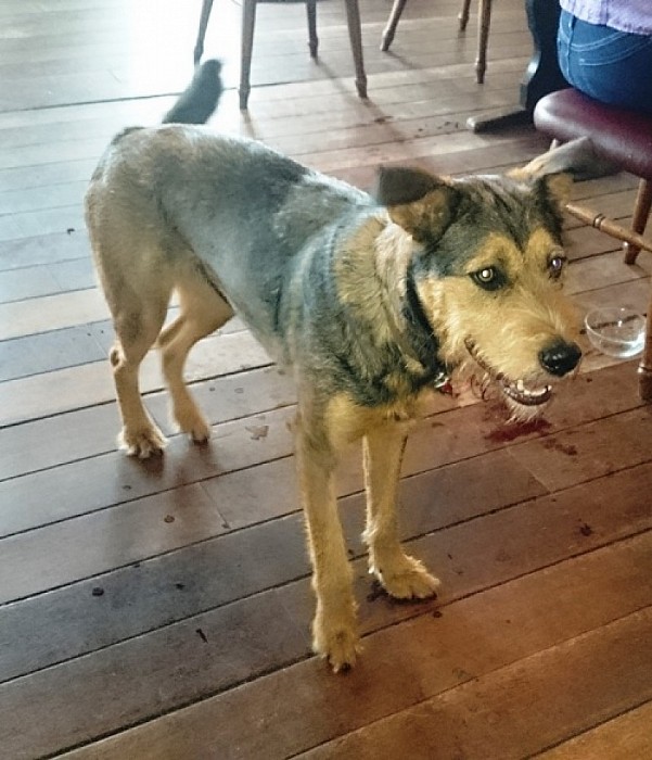 Hond gevonden bij Mansier - Foto: Eigen geleverde foto