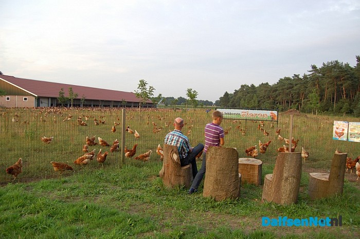 Kom kippen kijken - Foto: Eigen geleverde foto