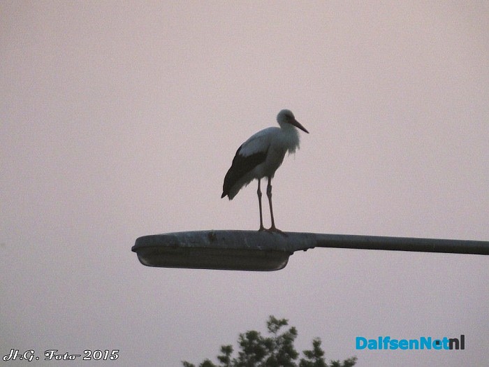 Ooievaars overnachten op de lichtmasten van kruispunt Driessen. - Foto: H.G. Foto