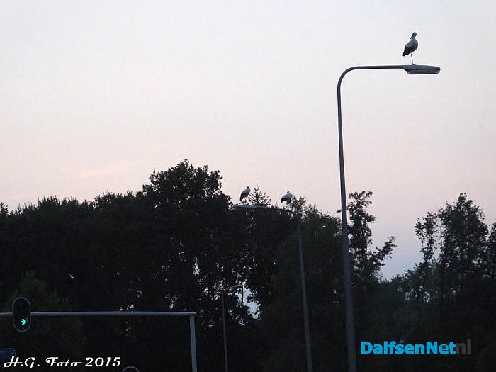 Ooievaars overnachten op de lichtmasten van kruispunt Driessen. - Foto: H.G. Foto
