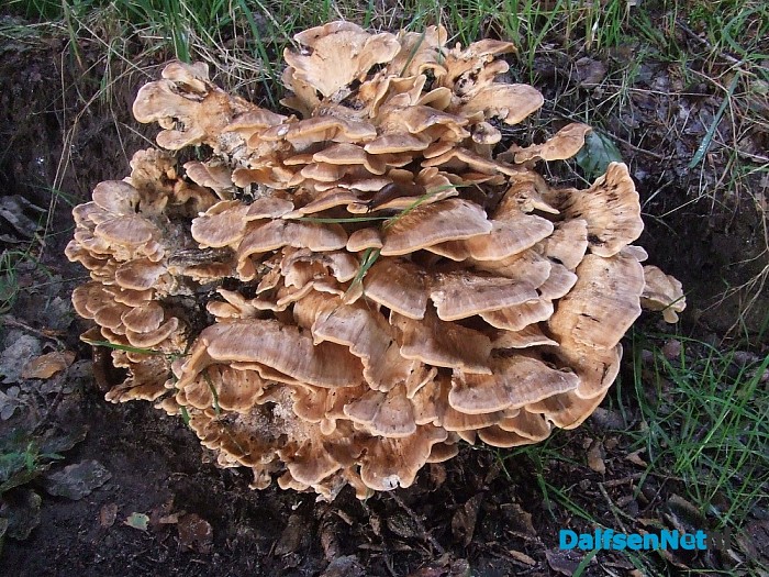 De paddenstoelen komen er weer aan
