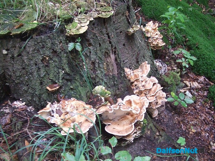 De paddenstoelen komen er weer aan