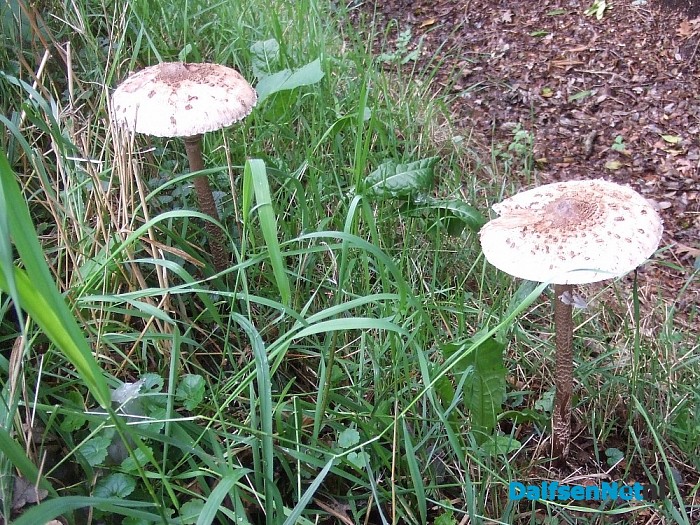 De paddenstoelen komen er weer aan