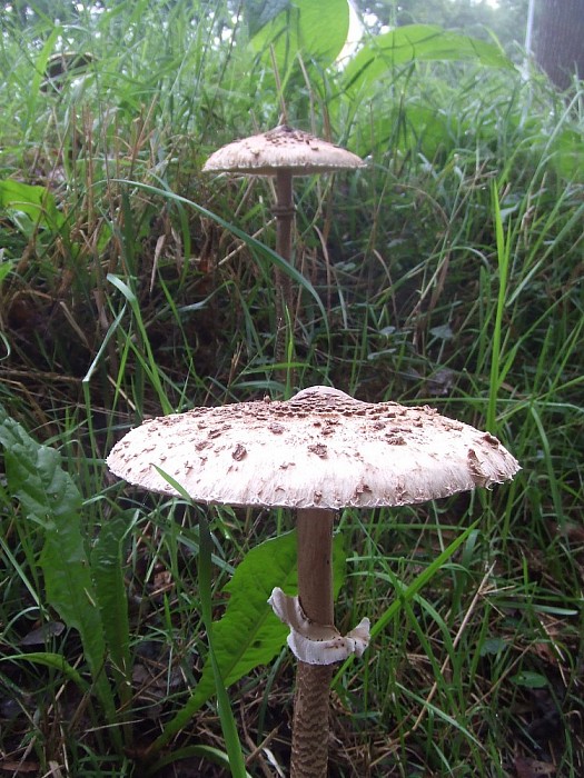 De paddenstoelen komen er weer aan - Foto: Wim