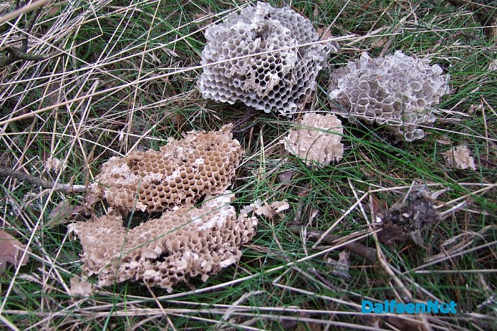 Zeldzame vogel broed op Lemelerberg - Foto: Eigen geleverde foto
