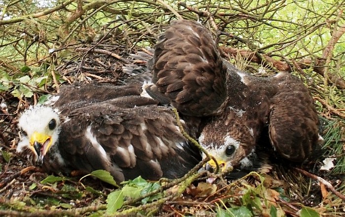 Zeldzame vogel broed op Lemelerberg - Foto: Eigen geleverde foto