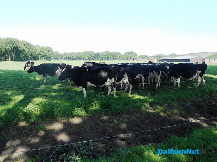 Koeien zoeken de schaduw, beter voor de melk