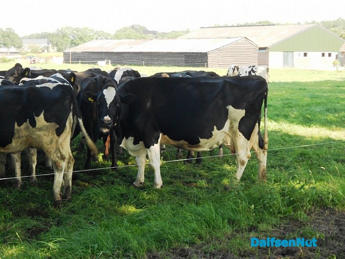 Koeien zoeken de schaduw, beter voor de melk