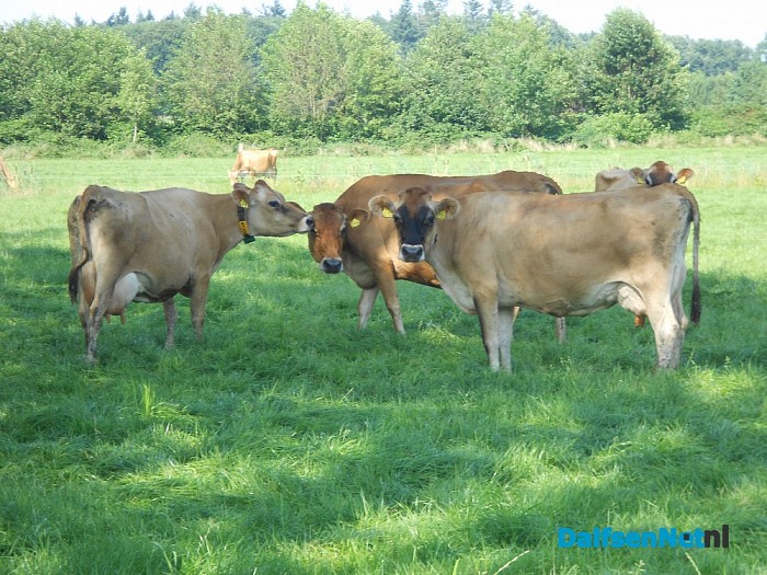 Fotomodellen onder de koeien