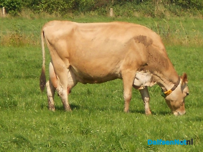 Fotomodellen onder de koeien