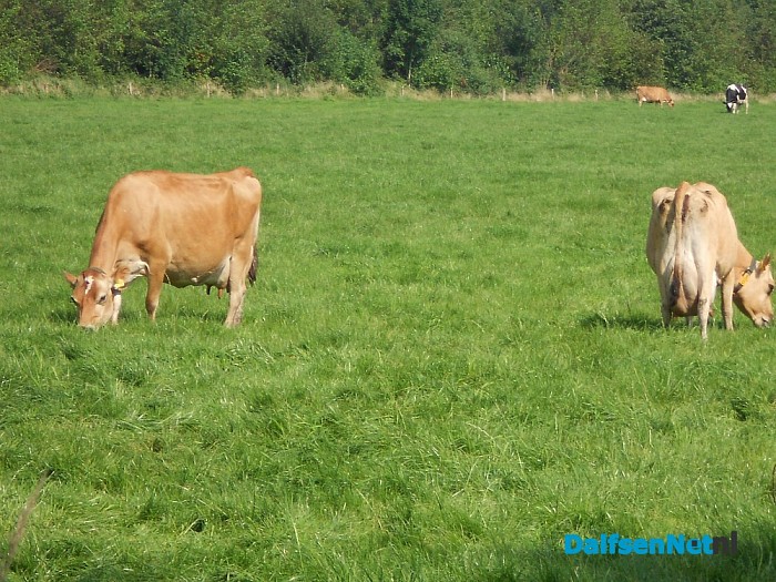 Fotomodellen onder de koeien
