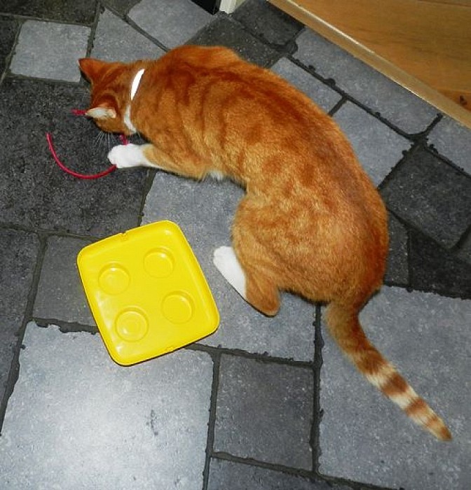 Poes terug - Foto: Eigen geleverde foto