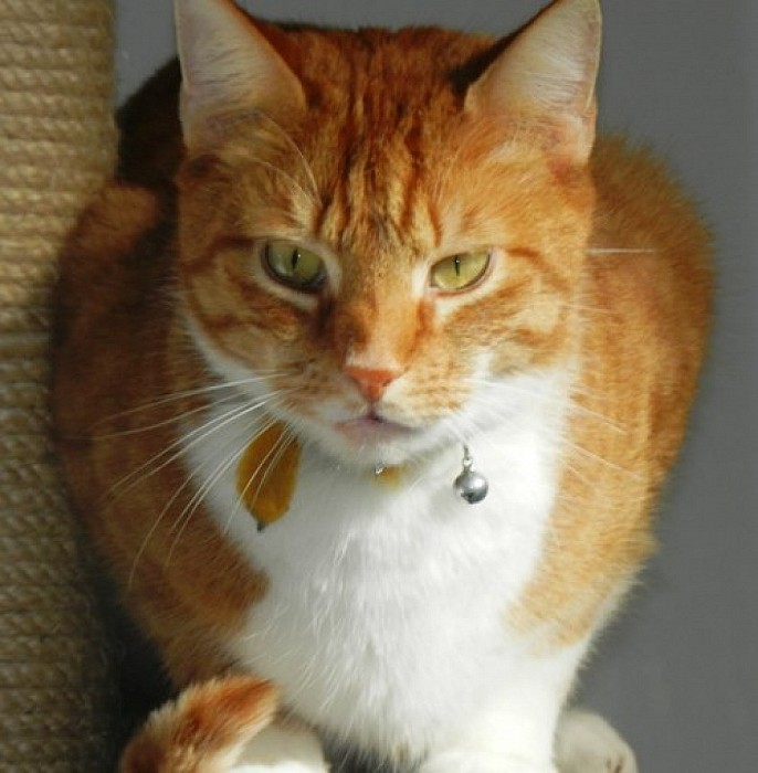 Poes terug - Foto: Eigen geleverde foto