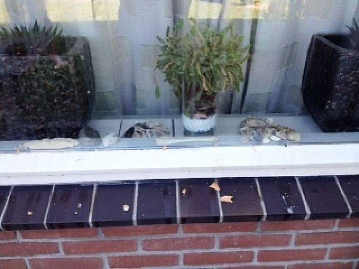 Baldadigheid in Dalfsen? - Foto: Eigen geleverde foto