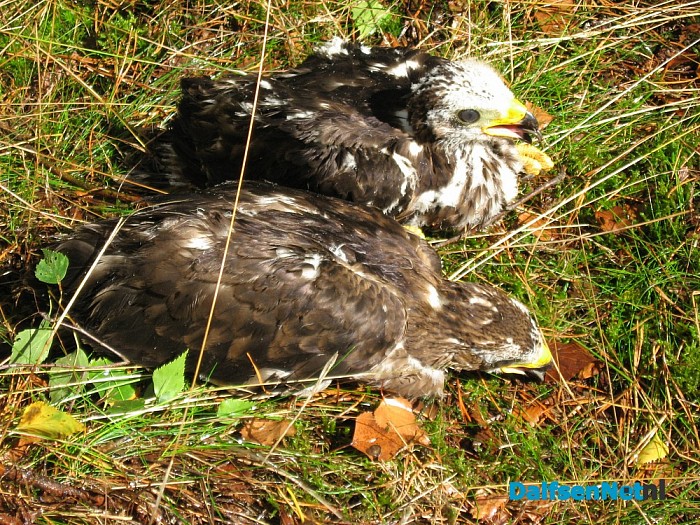 Zeldzame vogel broed op Lemelerberg - Foto: Eigen geleverde foto