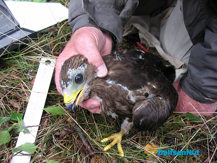Zeldzame vogel broed op Lemelerberg - Foto: Eigen geleverde foto
