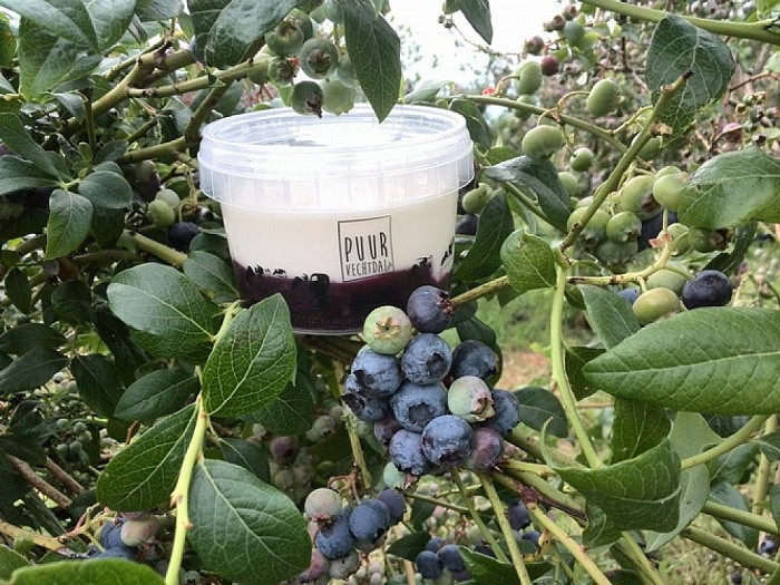 Blauwe bessen zelfpluktuin open tot eind augustus - Foto: Eigen geleverde foto