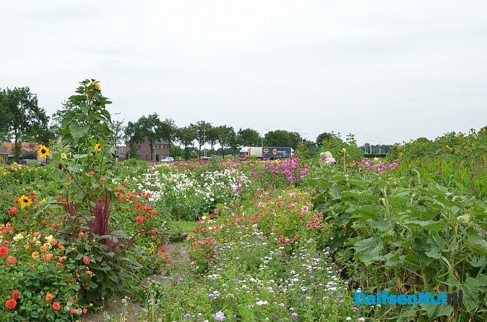 Een bloemenpracht in de tuin van mevrouw Schiphorst - Foto: Johan Bokma