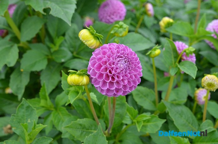 Een bloemenpracht in de tuin van mevrouw Schiphorst - Foto: Johan Bokma