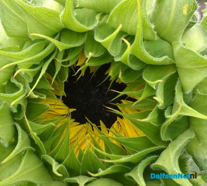 Een bloemenpracht in de tuin van mevrouw Schiphorst - Foto: Johan Bokma