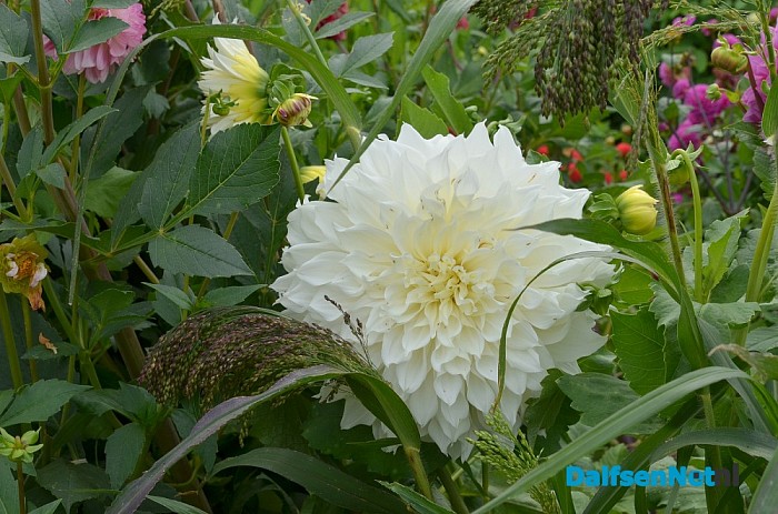 Een bloemenpracht in de tuin van mevrouw Schiphorst - Foto: Johan Bokma