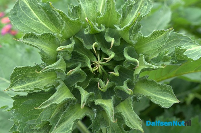 Een bloemenpracht in de tuin van mevrouw Schiphorst - Foto: Johan Bokma