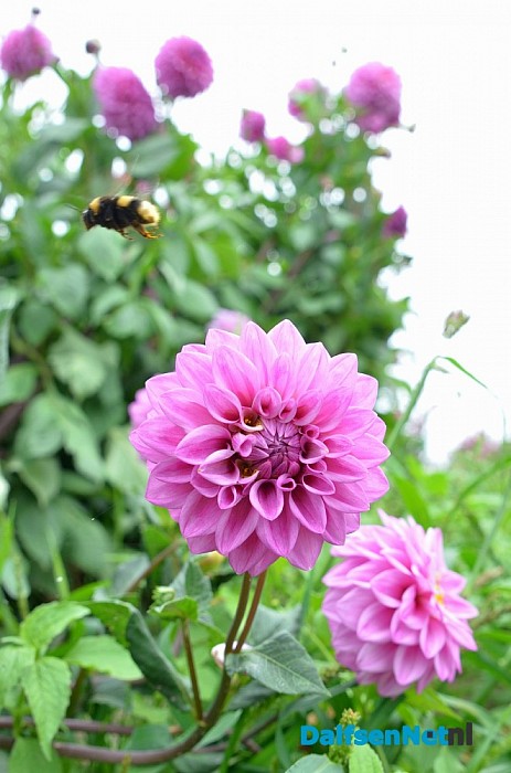 Een bloemenpracht in de tuin van mevrouw Schiphorst - Foto: Johan Bokma