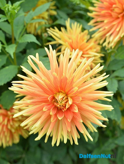 Een bloemenpracht in de tuin van mevrouw Schiphorst - Foto: Johan Bokma