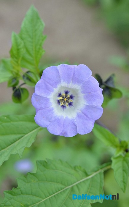 Een bloemenpracht in de tuin van mevrouw Schiphorst - Foto: Johan Bokma