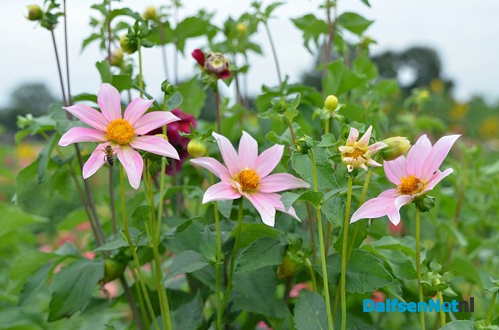 Een bloemenpracht in de tuin van mevrouw Schiphorst - Foto: Johan Bokma