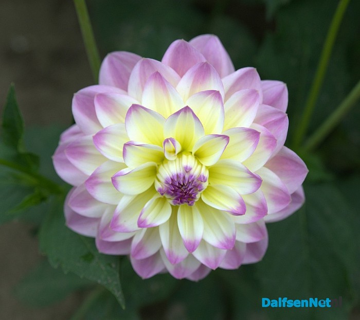 Een bloemenpracht in de tuin van mevrouw Schiphorst - Foto: Johan Bokma