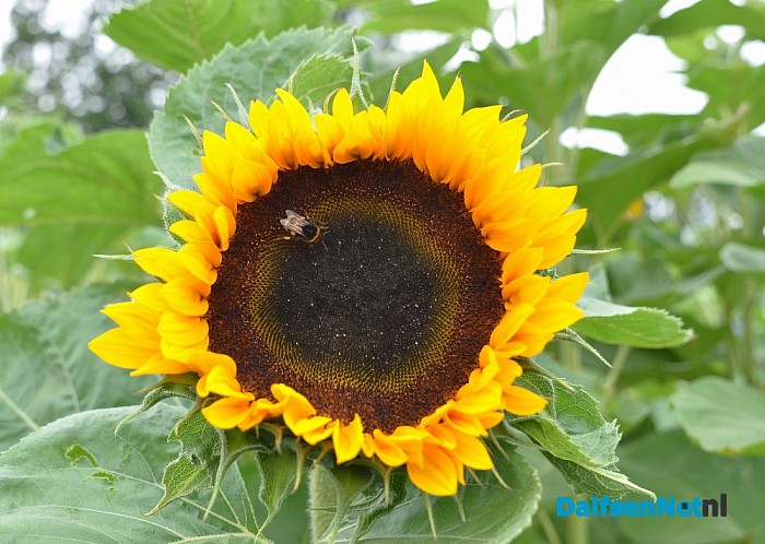 Een bloemenpracht in de tuin van mevrouw Schiphorst - Foto: Johan Bokma