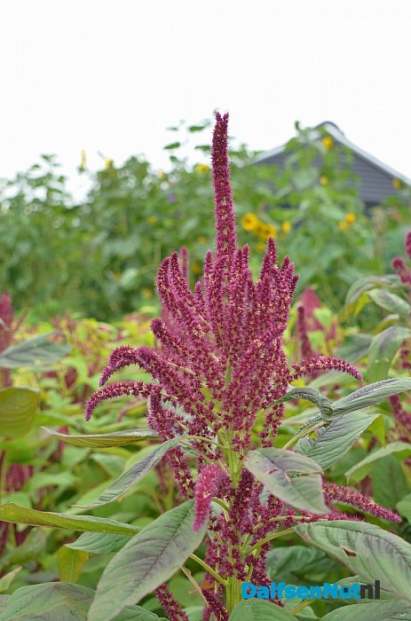 Een bloemenpracht in de tuin van mevrouw Schiphorst - Foto: Johan Bokma