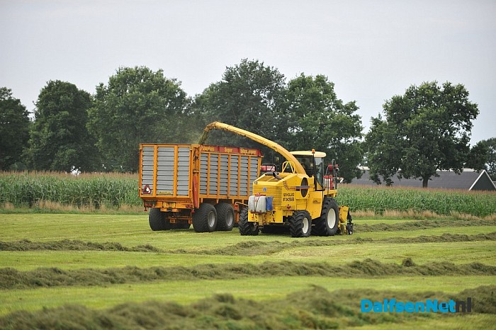 Alle ooievaars verzamelen! Koesteeg/Engelandweg - Foto: Johan Bokma