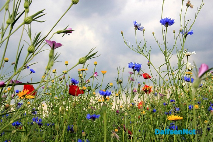 Natuurakkers groot succes