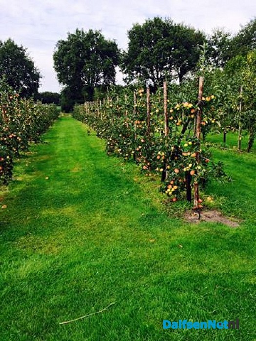 Kom zelf appels plukken op zaterdag 19 september