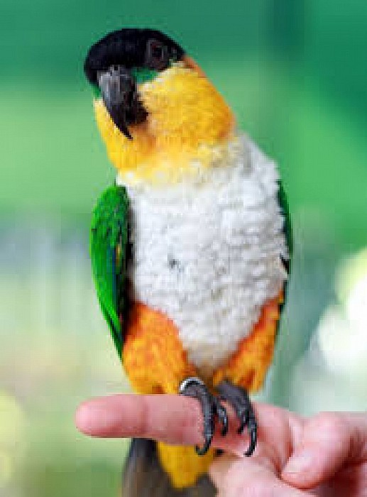 Caique papegaai spoorloos - Foto: Eigen geleverde foto