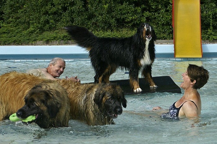 Afsluiting zwemseizoen - Foto: Paul Scholten