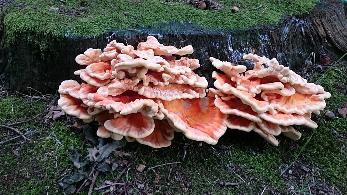 Moeten we er toch aan geloven dat de zomer voorbij is? - Foto: Eigen geleverde foto