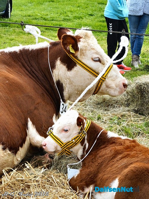 Eerste foto, s Proef Dalfsen. - Foto: H.G. Foto