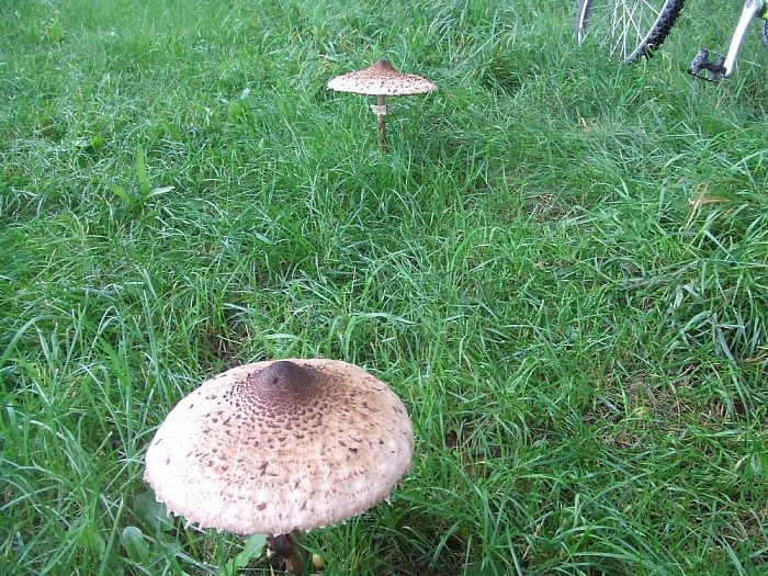 Wordt het nu echt herfst? - Foto: Wim