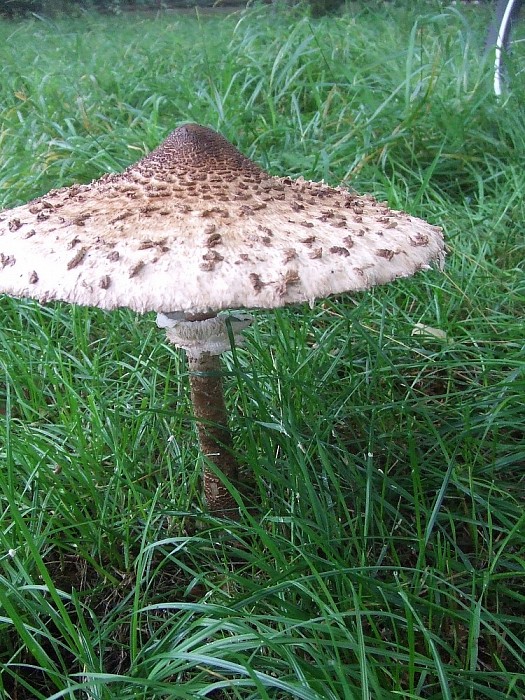 Wordt het nu echt herfst? - Foto: Wim