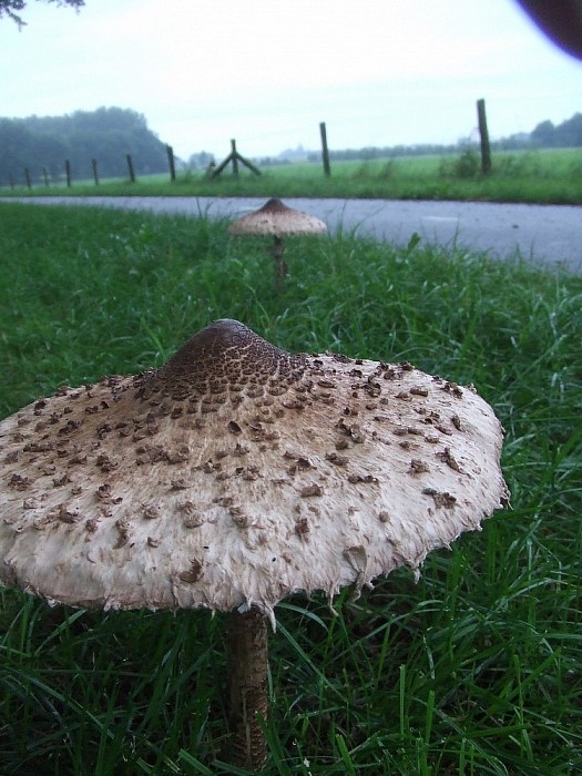 Wordt het nu echt herfst? - Foto: Wim