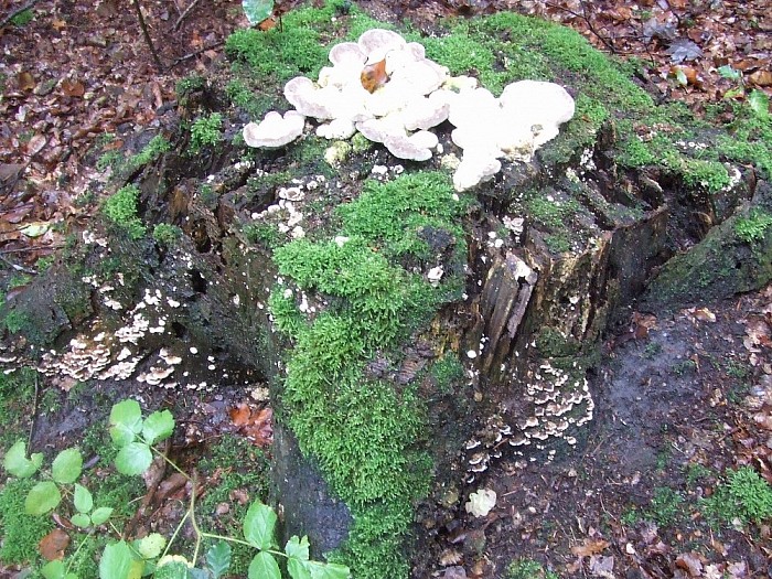 Wordt het nu echt herfst? - Foto: Wim