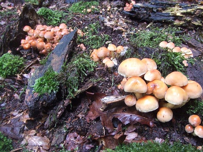 Wordt het nu echt herfst? - Foto: Wim