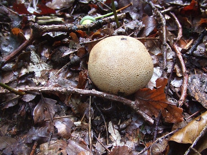 Wordt het nu echt herfst? - Foto: Wim
