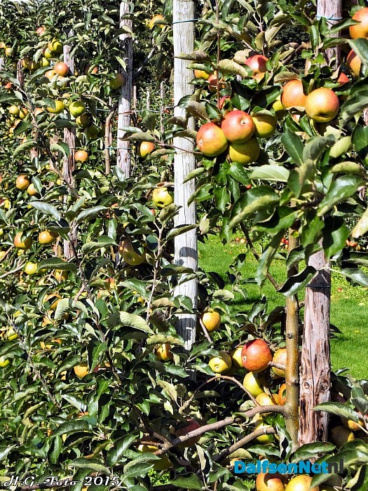 Appels plukken bij van der Kolk. - Foto: H.G. Foto