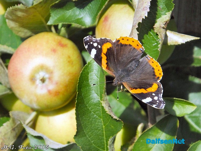 Appels plukken bij van der Kolk. - Foto: H.G. Foto