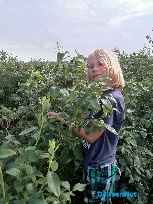 Oogstfeest in Blauwe bessen pluktuin 11 en 12 september